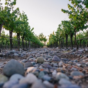 WineBrands celebra linha exclusiva da chilena De Martino