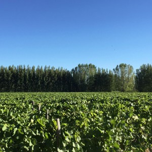 A Patagônia surpreendente da Bodega Chacra