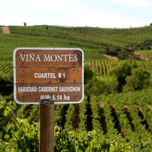 Agora a chilena Montes é da Berkmann