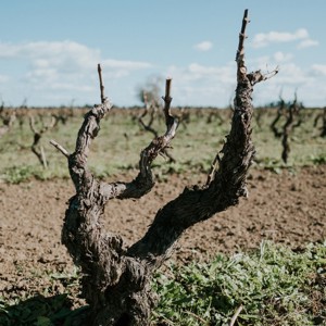 Tenute Rubino: o endereço da Susumaniello