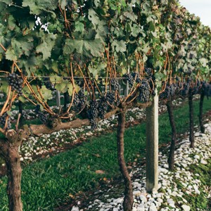 Dia Nacional do Vinho:  a vinícola Salton responde mitos e verdades sobre a bebida 