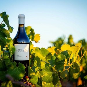 Odfjell: Lançamento do Zippora marca os 25 anos da vinícola