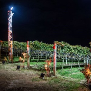 Vinícola Góes promove colheita ao luar