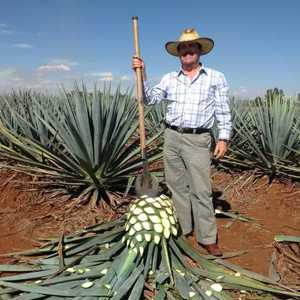 Descobrimos a Jóia Mexicana