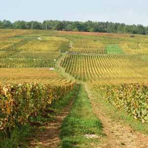 Grand Cru promove tarde de Borgonhas de grande quilate