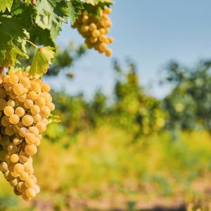 De 9 a 15 de março, São Paulo é Riesling!